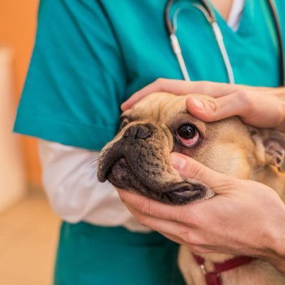 Oftalmologia Veterinaria